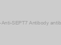 Anti-Anti-SEPT7 Antibody antibody
